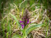 Aufblühende Knabenkraut Orchidee